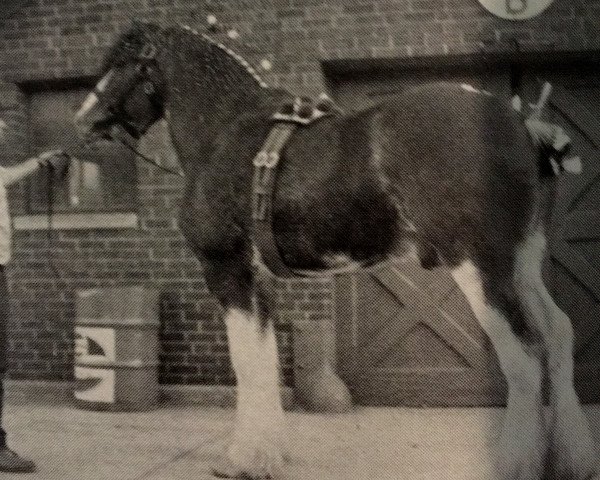 horse Ridgedale Lockinvar (Clydesdale, 1981, from Doura Gaiety)