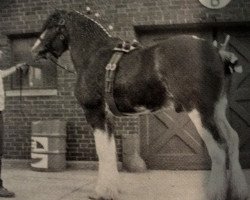 Pferd Ridgedale Lockinvar (Clydesdale, 1981, von Doura Gaiety)