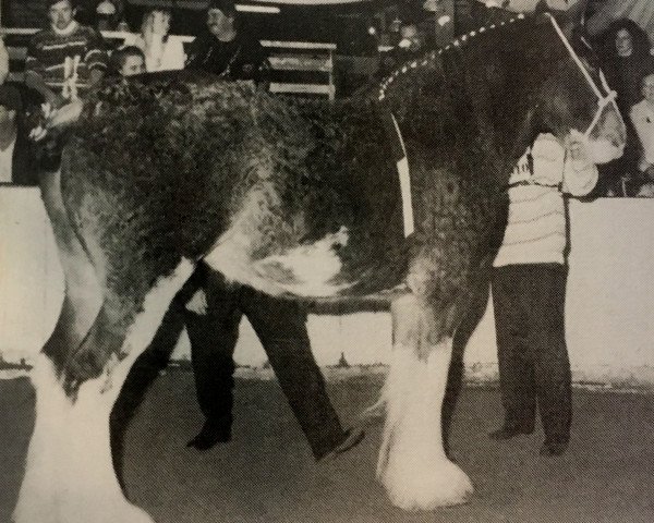 Zuchtstute Ridgedale Heather 3rd (Clydesdale, 1989, von Ridgedale Prince)