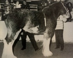 broodmare Ridgedale Heather 3rd (Clydesdale, 1989, from Ridgedale Prince)