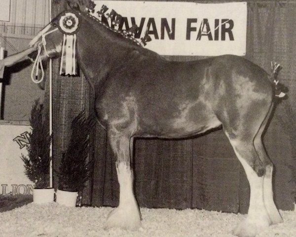 Zuchtstute Ridgedale Anna (Clydesdale, 1994, von Ogdensburg Clancy)