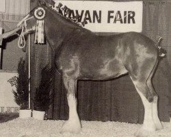 broodmare Ridgedale Anna (Clydesdale, 1994, from Ogdensburg Clancy)