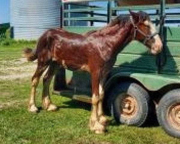 horse Roscoe of Osage Commander (Clydesdale, 2019, from KDJ's Benedict Commander)