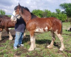 Pferd Osage Gypsy of Nihilater (Clydesdale, 2018, von Pinnacle's Nihilater Extreme)