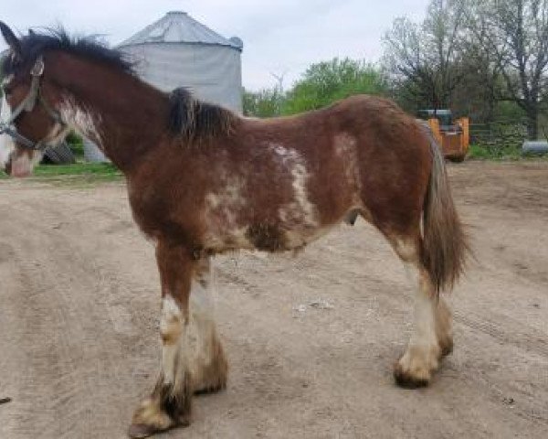 horse Osage Chance of Nihilator (Clydesdale, 2019, from Pinnacle's Nihilater Extreme)