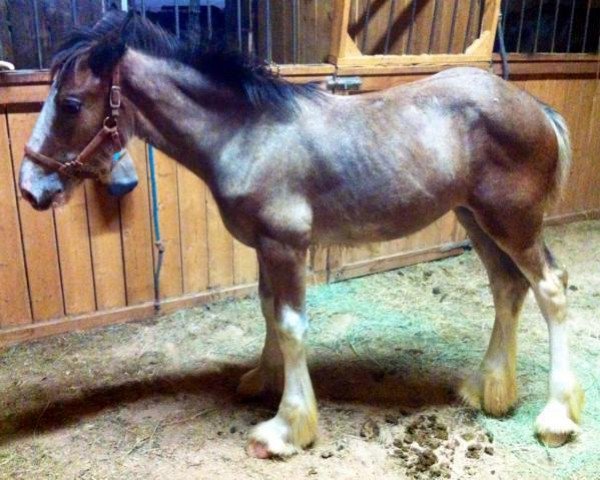 Pferd Moonlight Thunder's Jade (Clydesdale, 2013, von Renaissance Prince Maxton)