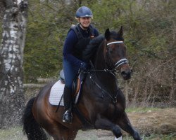 dressage horse Ready to Fly 12 (Hanoverian, 2005, from Rotspon)