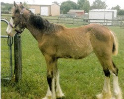 horse Moonlight Thunder's Patience (Clydesdale, 2013, from Renaissance Prince Maxton)