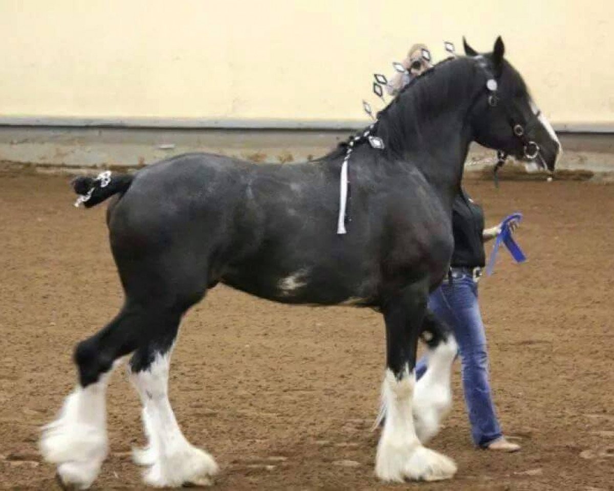 Deckhengst Renaissance Prince Maxton (Clydesdale, 2009, von Donegal Danny Boy)