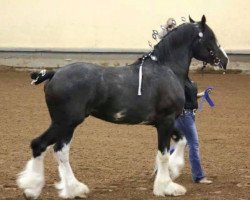 stallion Renaissance Prince Maxton (Clydesdale, 2009, from Donegal Danny Boy)