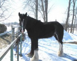 horse Renassiance Prince Bennington (Clydesdale, 2011, from Boulder Bluff Coalson)