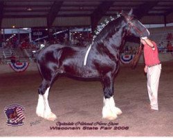 horse Renaissance Prince Arian (Clydesdale, 2003, from Armageddon's Lord Caleb)