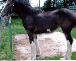 Pferd Renaissance Lady Ruby (Clydesdale, 2012, von Armageddon's Lord Leviticus)