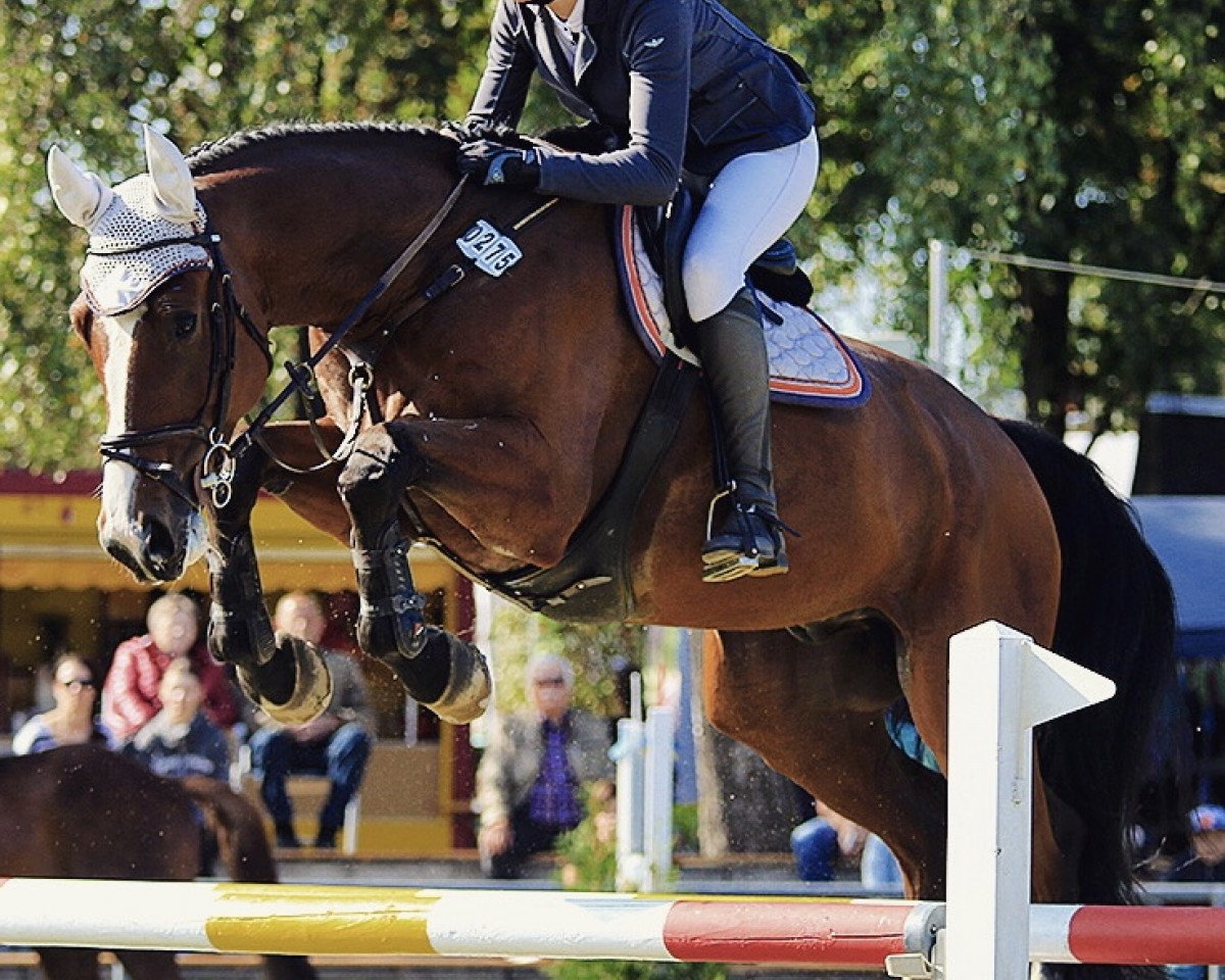 jumper Lumumba 27 (German Sport Horse, 2012, from Lord Argentinus)
