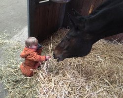 Dressurpferd Lily Labeau (KWPN (Niederländisches Warmblut), 2016, von Glock's Dream Boy)