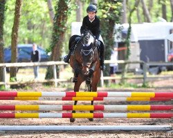 Springpferd Cooler Typ (Deutsches Reitpony, 2011, von Cyriac WE)