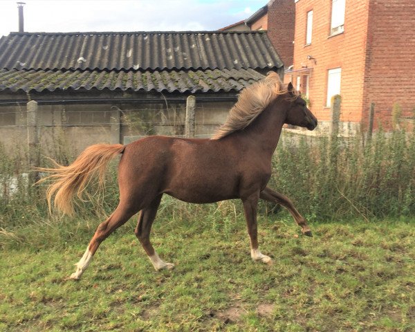 dressage horse Numia T (German Riding Pony, 2018, from Numerus Clausus)