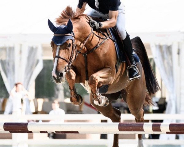 broodmare Ne Vlinder vd Withoeve (Belgian Warmblood, 2013, from Vagabond de la Pomme)