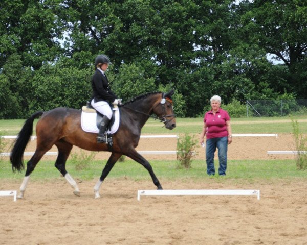 dressage horse Amazing S (German Sport Horse, 2008, from Alassio's Boy)