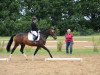 dressage horse Amazing S (German Sport Horse, 2008, from Alassio's Boy)