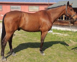 jumper Randal (KWPN (Royal Dutch Sporthorse), 1998, from Sable Rose)