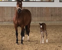 broodmare Garda 10 (Czech Warmblood, 2004, from Ahorn Bavaria)