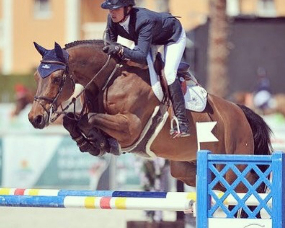 jumper Tempo du Plix (Selle Français, 2007, from Conterno Grande)