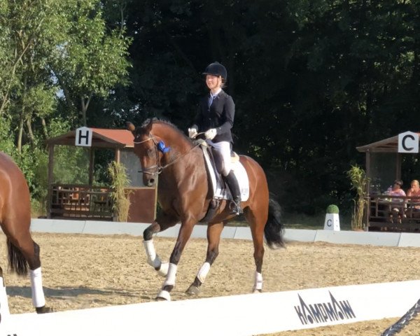 dressage horse Fallnit (Rhinelander, 2012, from Feedback 16)