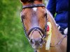 dressage horse Lucy 381 (Belarusians, 1999, from Kapral)