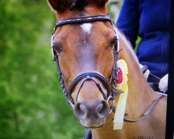 dressage horse Lucy 381 (Belarusians, 1999, from Kapral)