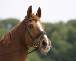 dressage horse Steinbrechers Livingston (Hanoverian, 2005, from Londonderry)