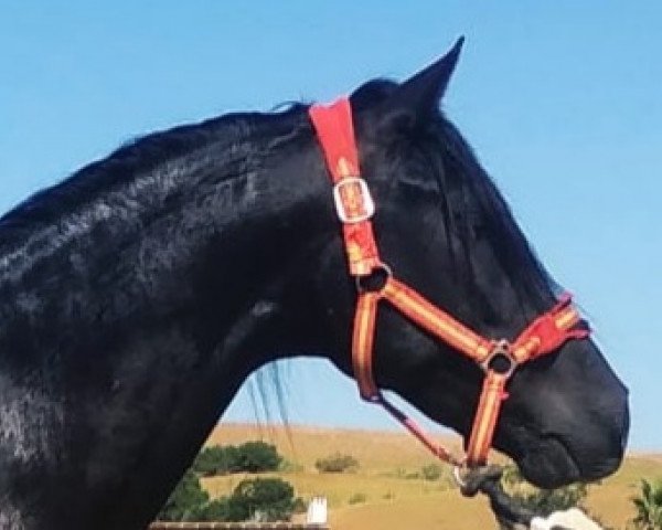 Pferd MORENO (Pura Raza Espanola (PRE), 2018)