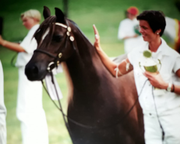 Zuchtstute Tyn-y-Cae Liza (Welsh Pony (Sek.B), 1981, von Chamberlayne Royalist)