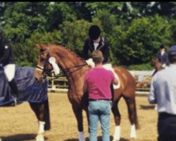 dressage horse Walk of fame 31 (Hanoverian, 2003, from Wolkentanz II)