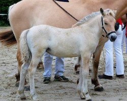 horse Liselotta (Fjord Horse, 2017, from Njord Halsnæs)