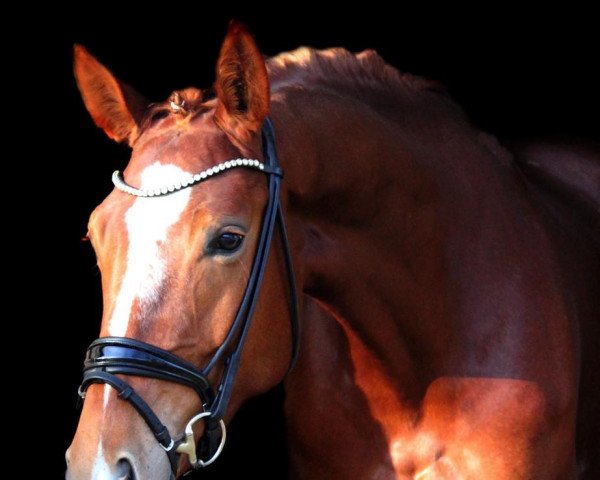 dressage horse Fürstin Phina (Hanoverian, 2015, from Fürst Nymphenburg)