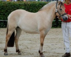 broodmare Jorun (Fjord Horse, 2015, from Vacceur)