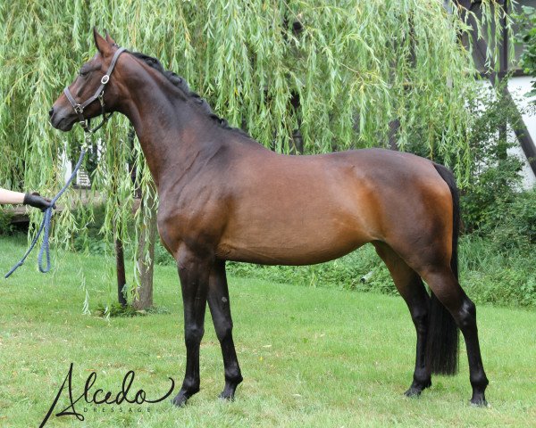 Dressurpferd Gazelle 388 (Koninklijk Warmbloed Paardenstamboek Nederland (KWPN), 2011, von Sandreo)