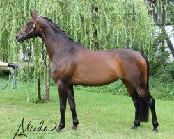 dressage horse Gazelle 388 (KWPN (Royal Dutch Sporthorse), 2011, from Sandreo)