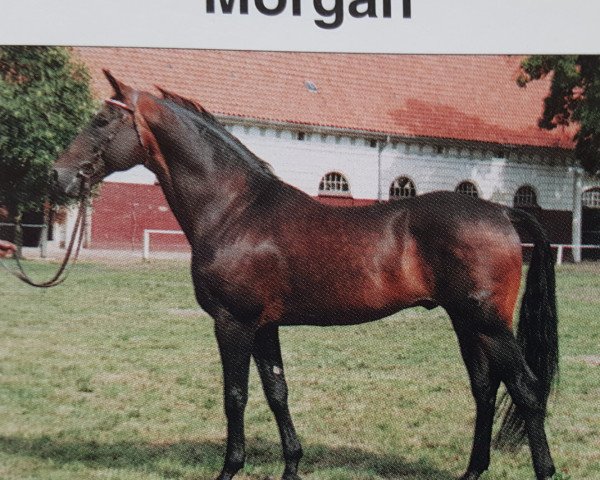 Deckhengst Morgan (Mecklenburger, 1979, von Modus xx)