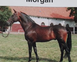 stallion Morgan (Mecklenburg, 1979, from Modus xx)