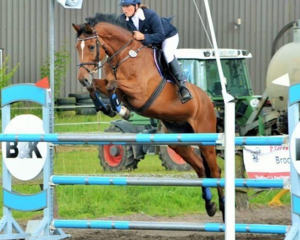 Springpferd Chamberlain 55 (Holsteiner, 2003, von Colman)