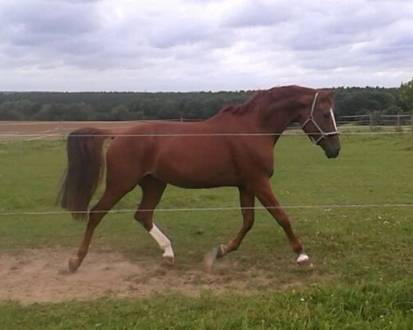 broodmare Wakanda 6 (Hanoverian, 2007, from Wolkentanz I)