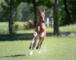 Springpferd Albertino (Westfale, 2020, von Abke 4)