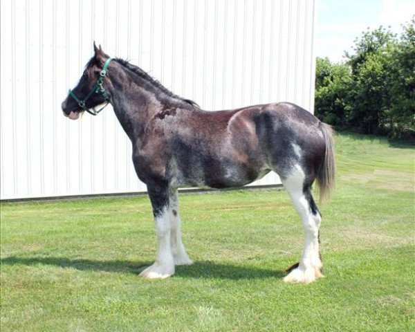 Pferd Renaissance Lady Alivia (Clydesdale, 2009, von Donegal Danny Boy)