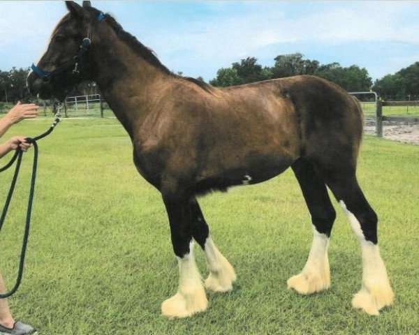 horse Lassie's Lady Violet (Clydesdale, 2018, from Meadowlawns TJ Biggs)