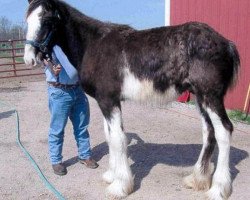 Pferd Renaissance Prince Albert (Clydesdale, 2011, von Donegal Danny Boy)