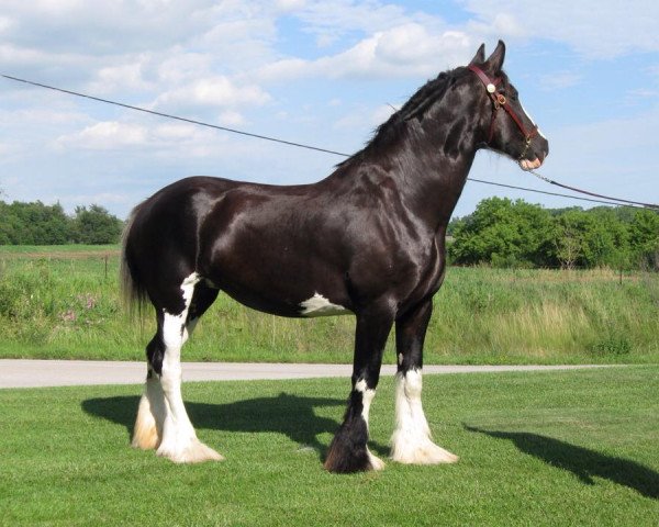 Zuchtstute Renaissance Lady Adenia (Clydesdale, 2004, von Armageddon's Lord Caleb)