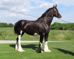 broodmare Renaissance Lady Adenia (Clydesdale, 2004, from Armageddon's Lord Caleb)