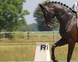 dressage horse Donnerlottchen 9 (Deutsches Sportpferd, 2014, from Damon Hill)